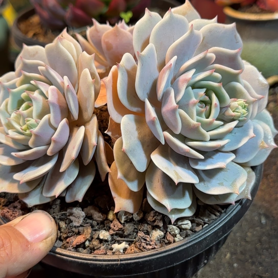 露娜脸多肉植物多肉