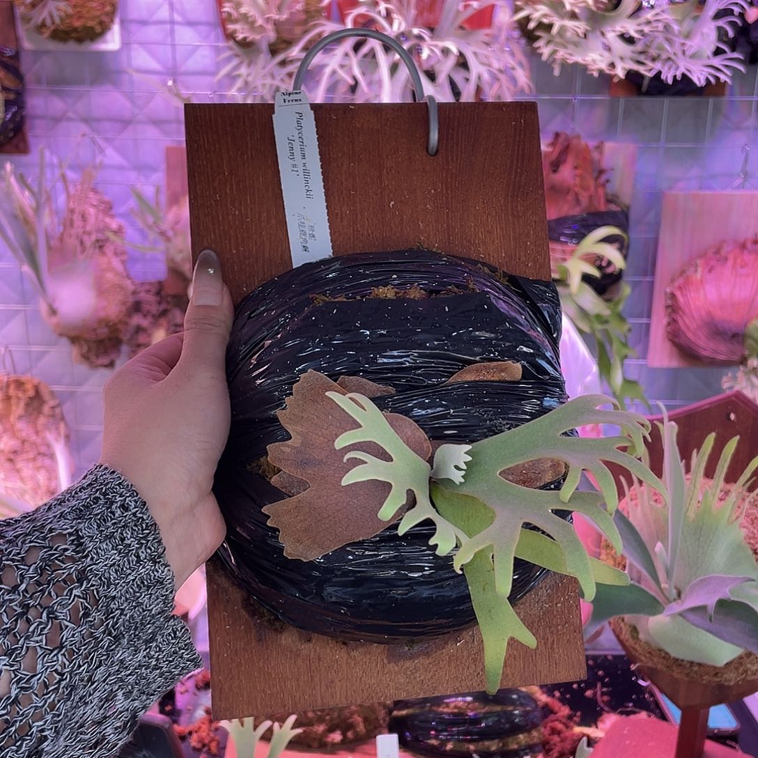 完全开放珍妮jenny侏儒鹿角厥