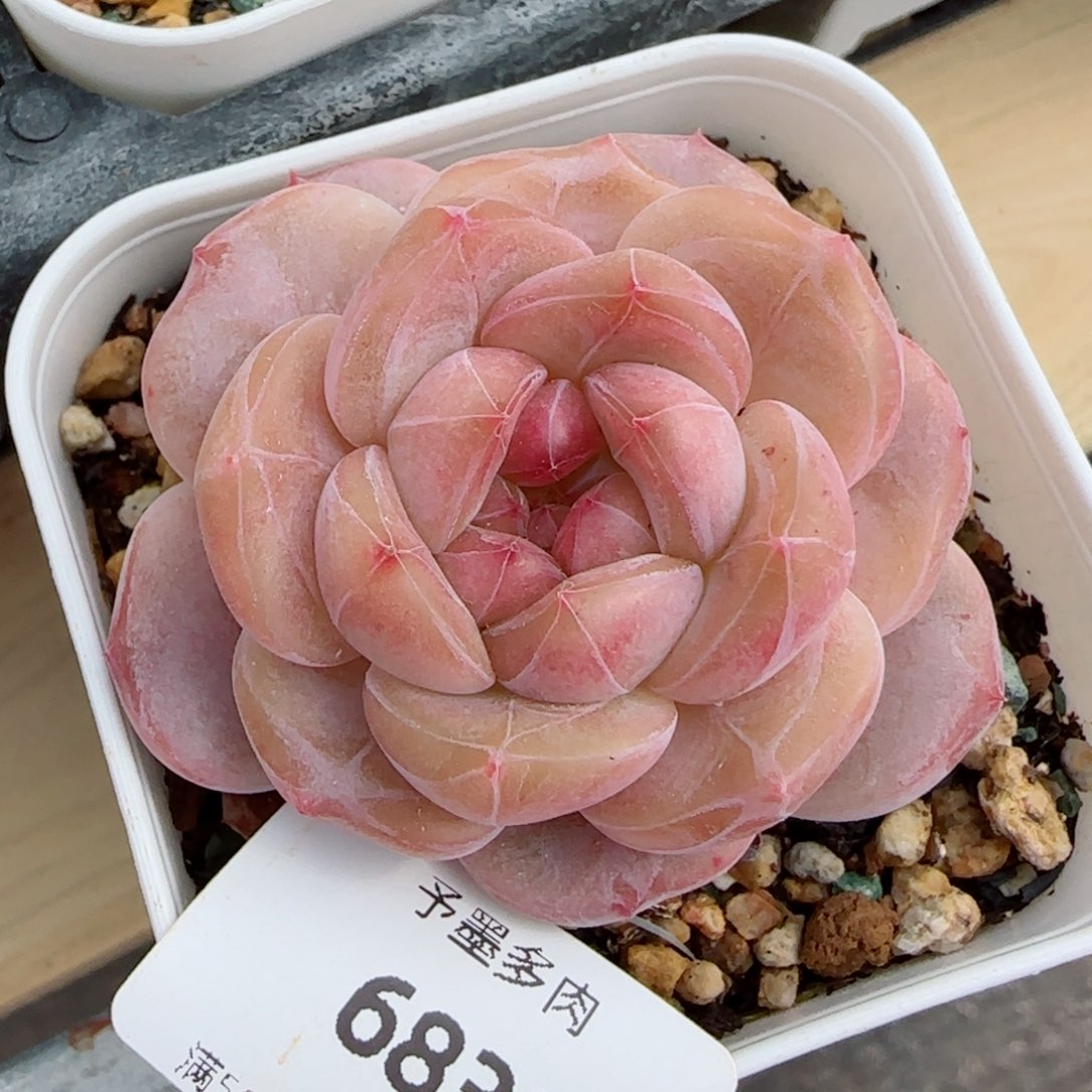 福利，6817多肉植物