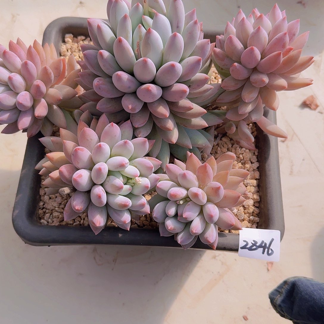 2846所罗门多肉植物