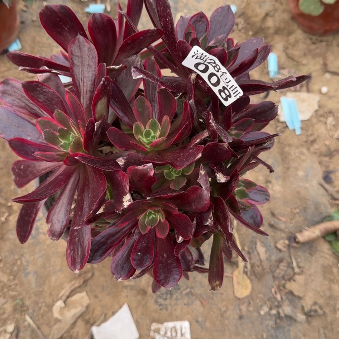 赤霞飞多肉008满28包邮断枝不包