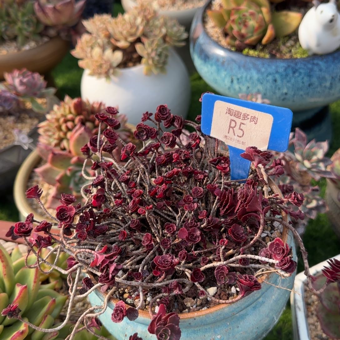 Y***兔多肉植物小球玫瑰