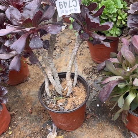 749无毒不包断枝