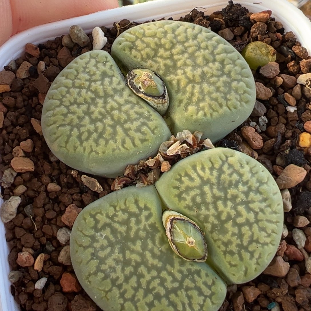 051多肉植物种类多样