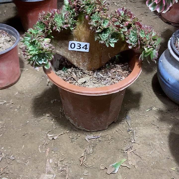 034海王老庄缀化老板子