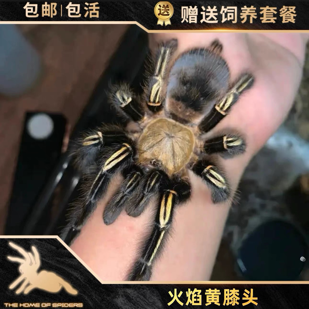 火焰黄膝头Ephebopus murinus幼体宠物蜘蛛