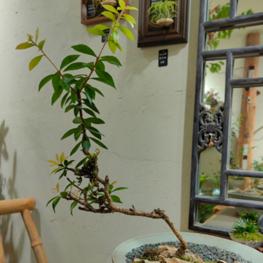 【精品小叶树萝卜】一物一拍