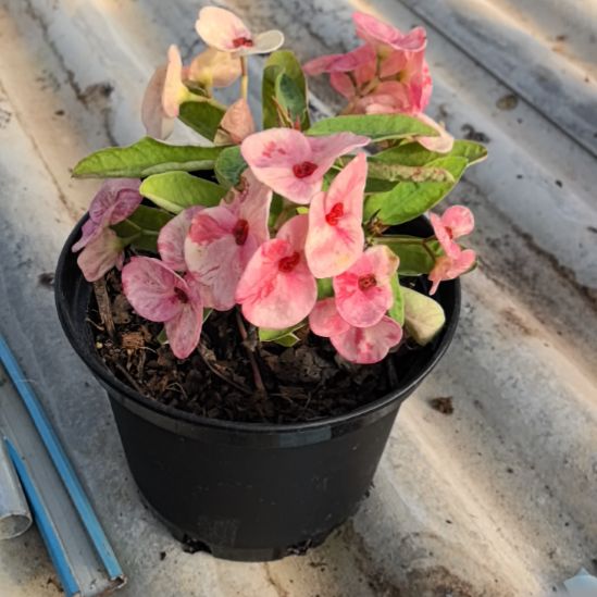 黄***瑰完全开放原子星直播间一物一拍