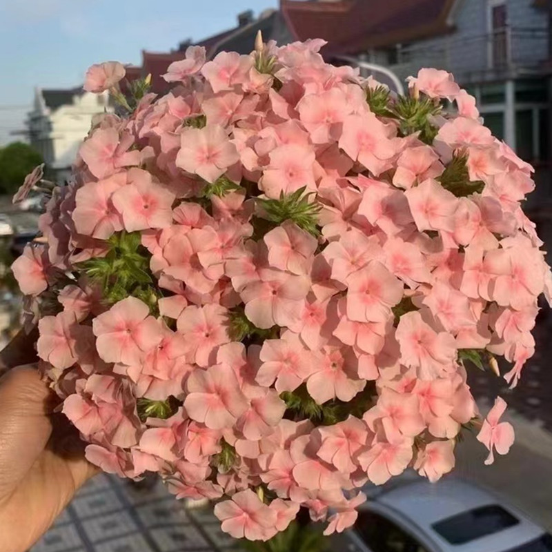 福禄考花苗爱诗鲑鱼星状福禄考好养活室内室外阳台花卉盆栽包邮