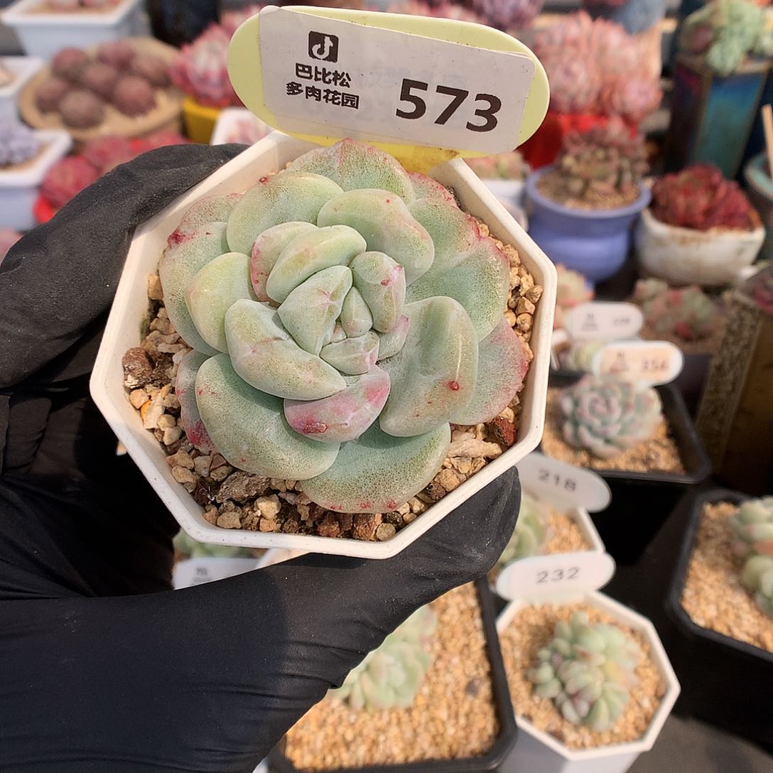 573 冰玉石化多肉