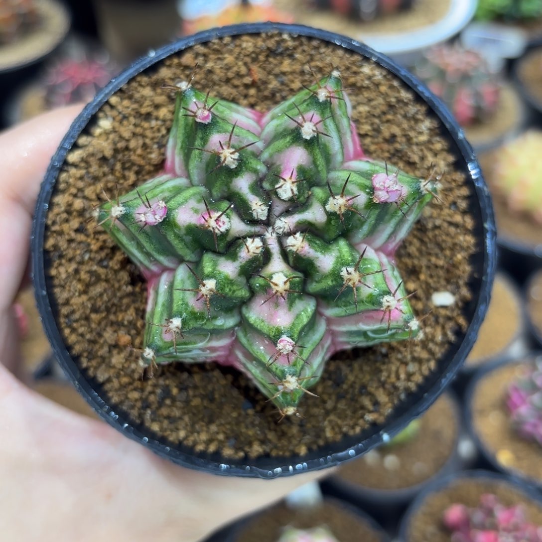 6.4cm泰系实生全粉臀