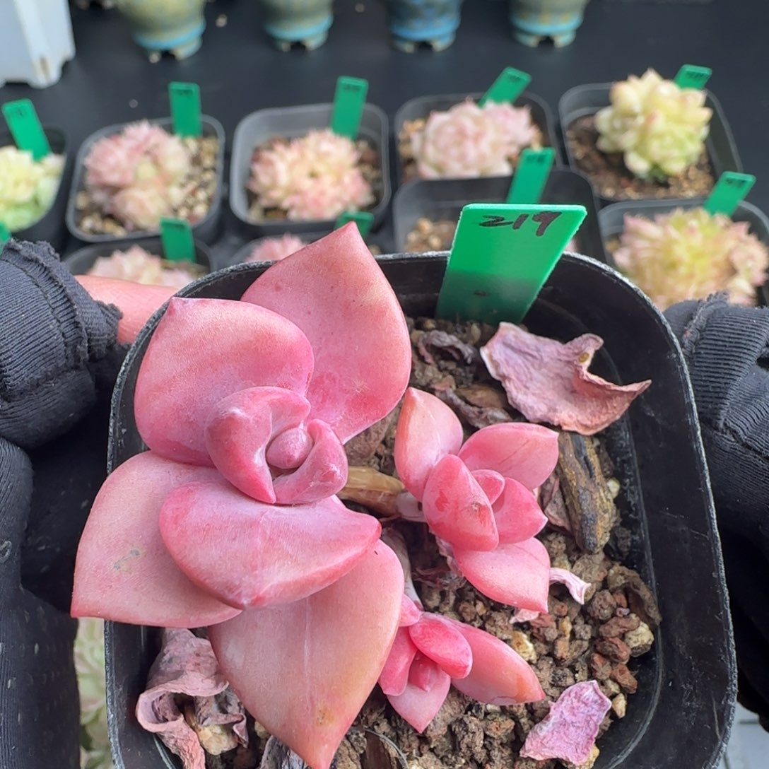 多肉219  彩虹糖 6厘米盆h