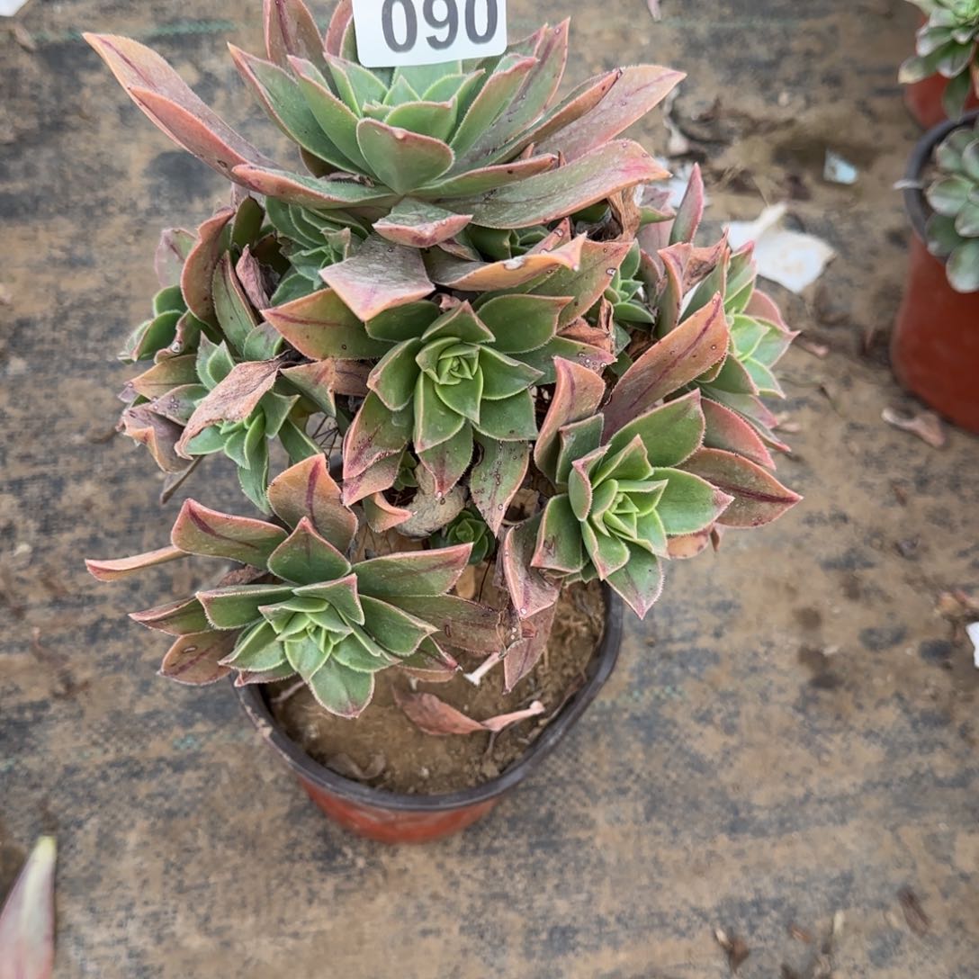 红叶多肉090满28包邮断枝不包