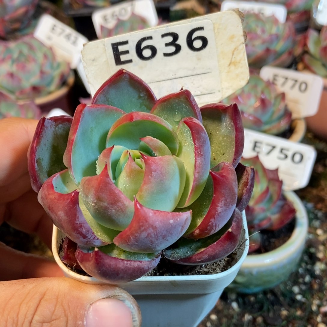 惊鸿一瞥636号多肉