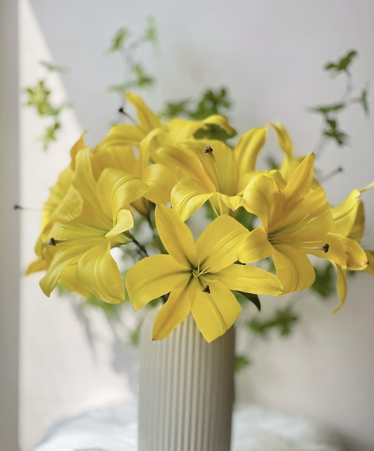 球小明年开花《黄色星球周长12/14cm》进口单瓣香水百合种球1颗