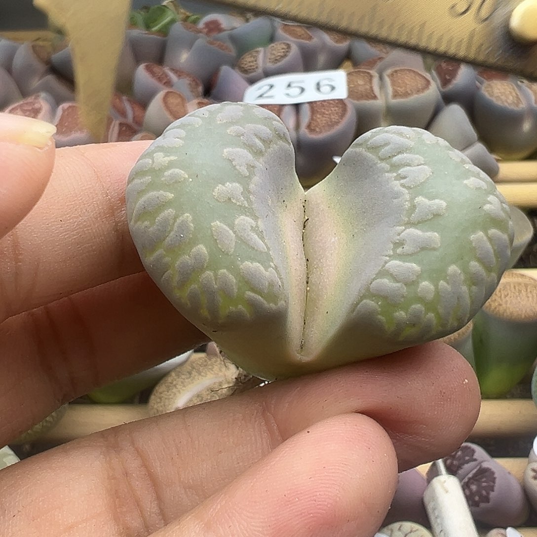 267巨型4厘米大牙11111