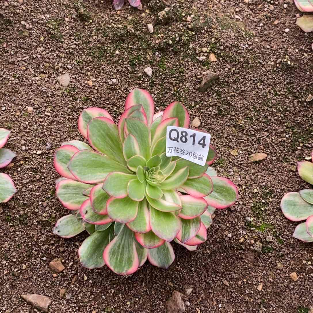 814黑魔锦多肉植物