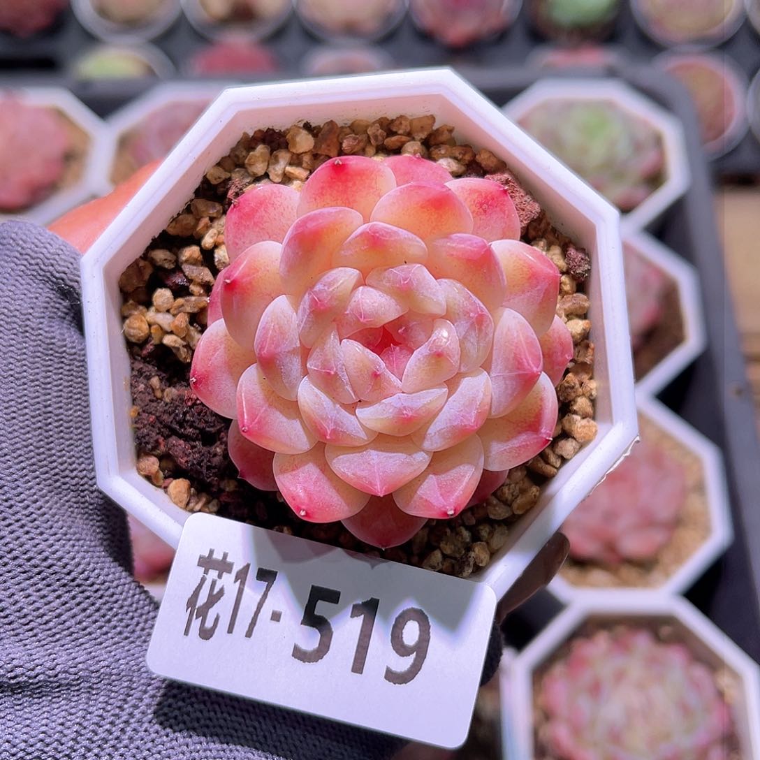 花17-519秘境冰魄