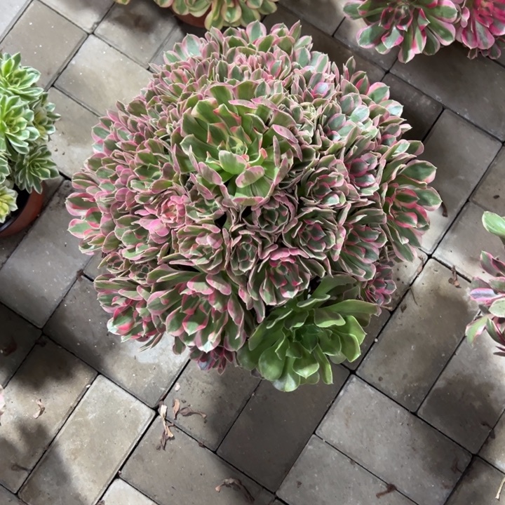 妖月多肉植物花花