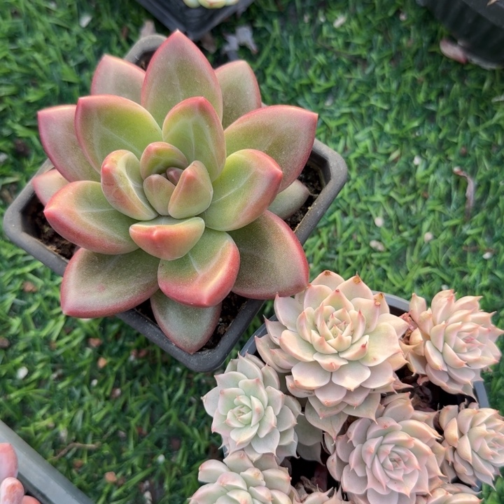 丹***花玛格丽特一个，迷雾泡泡一个。        