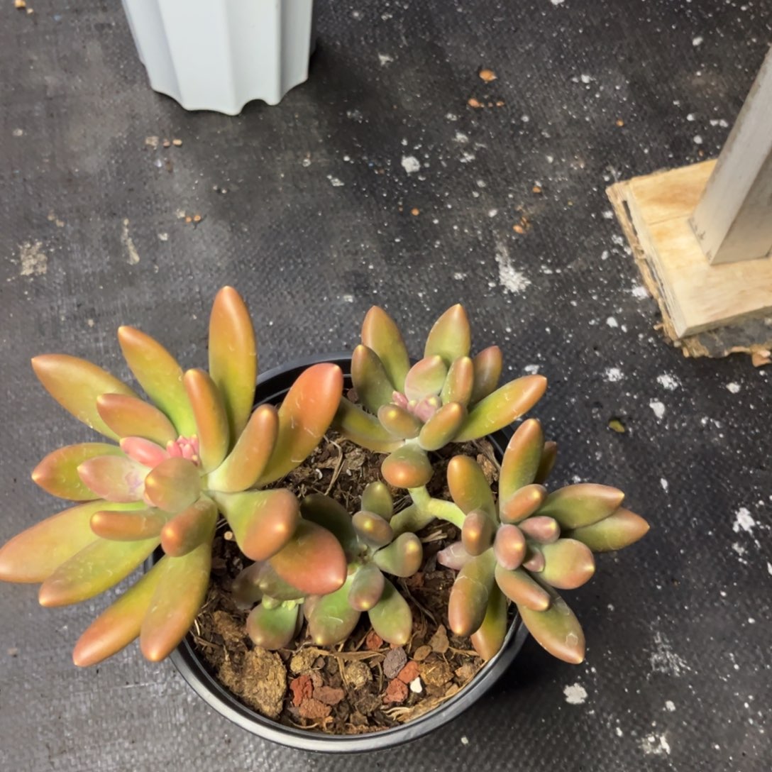 ?****つ小雨多破一物一拍金蟾小情绪