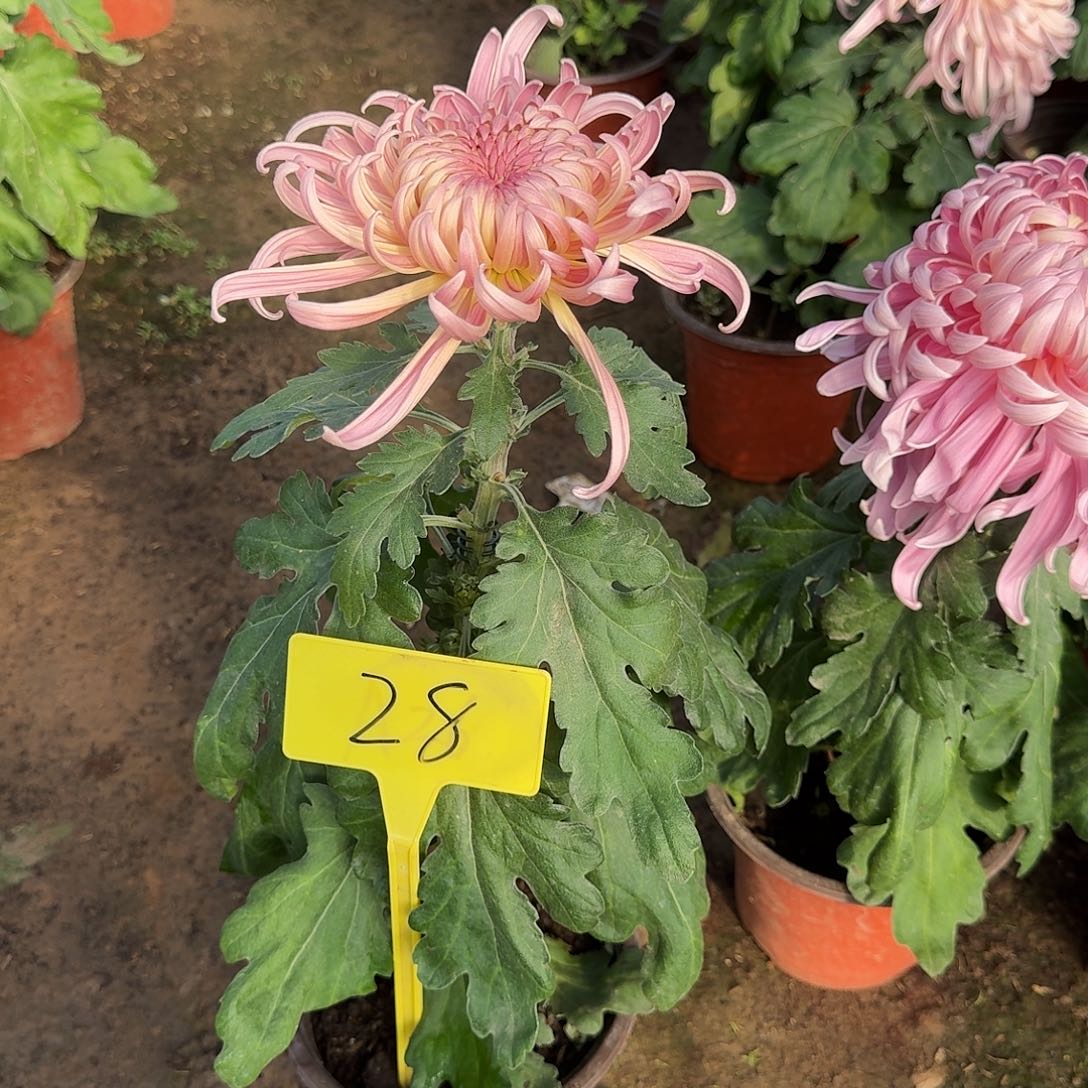 萌***妈大部分花苞少量开放28泰然