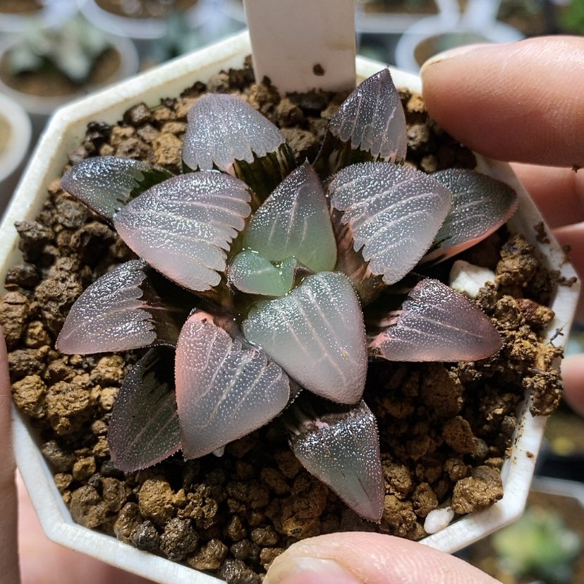 【闪购商品】289春春