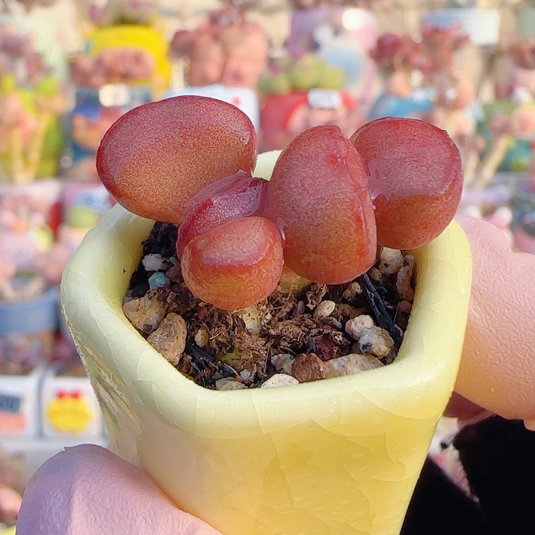 L 可爱红蛋 盆口2.5cm