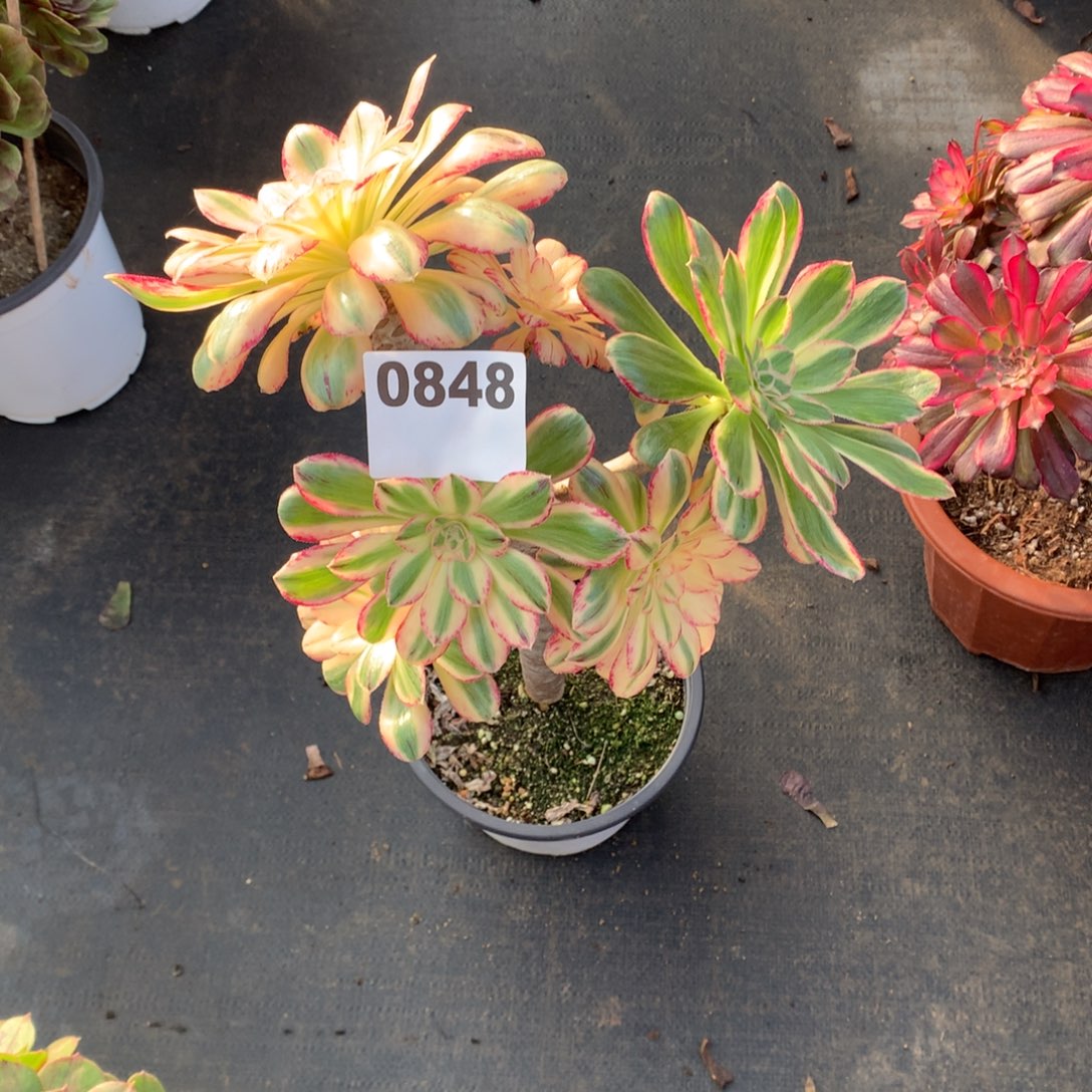 玉***儿v金金848法师多肉植物3500000