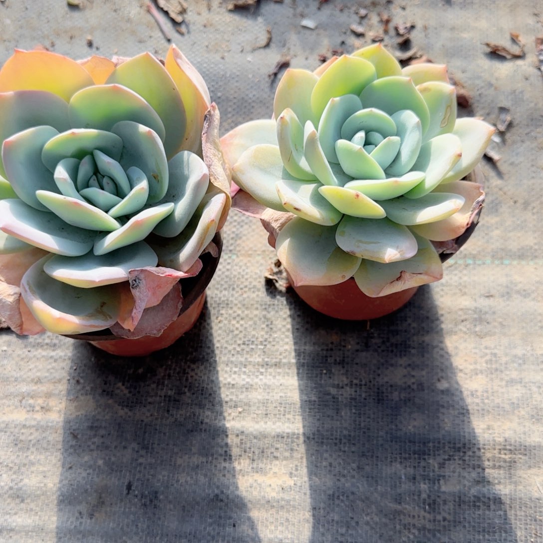 无花朵奶茶大单头