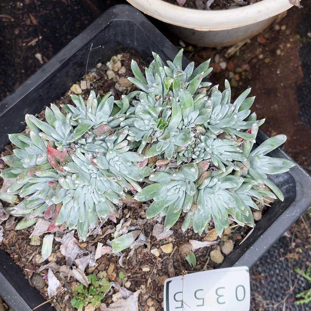 白雪缀化老桩0355