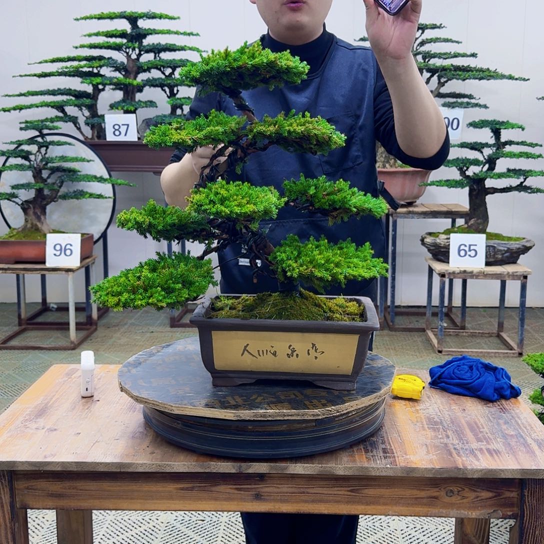 无花朵柏树造型盆景