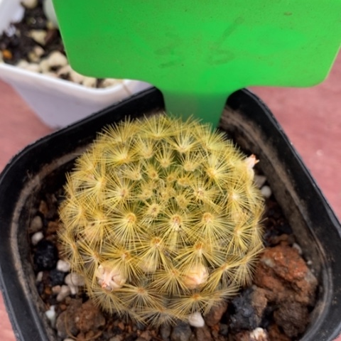 嘉文丸单4仙人球