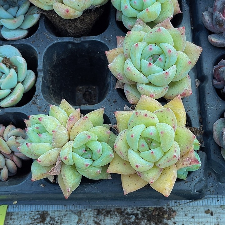 小白啦糖1.5带土发