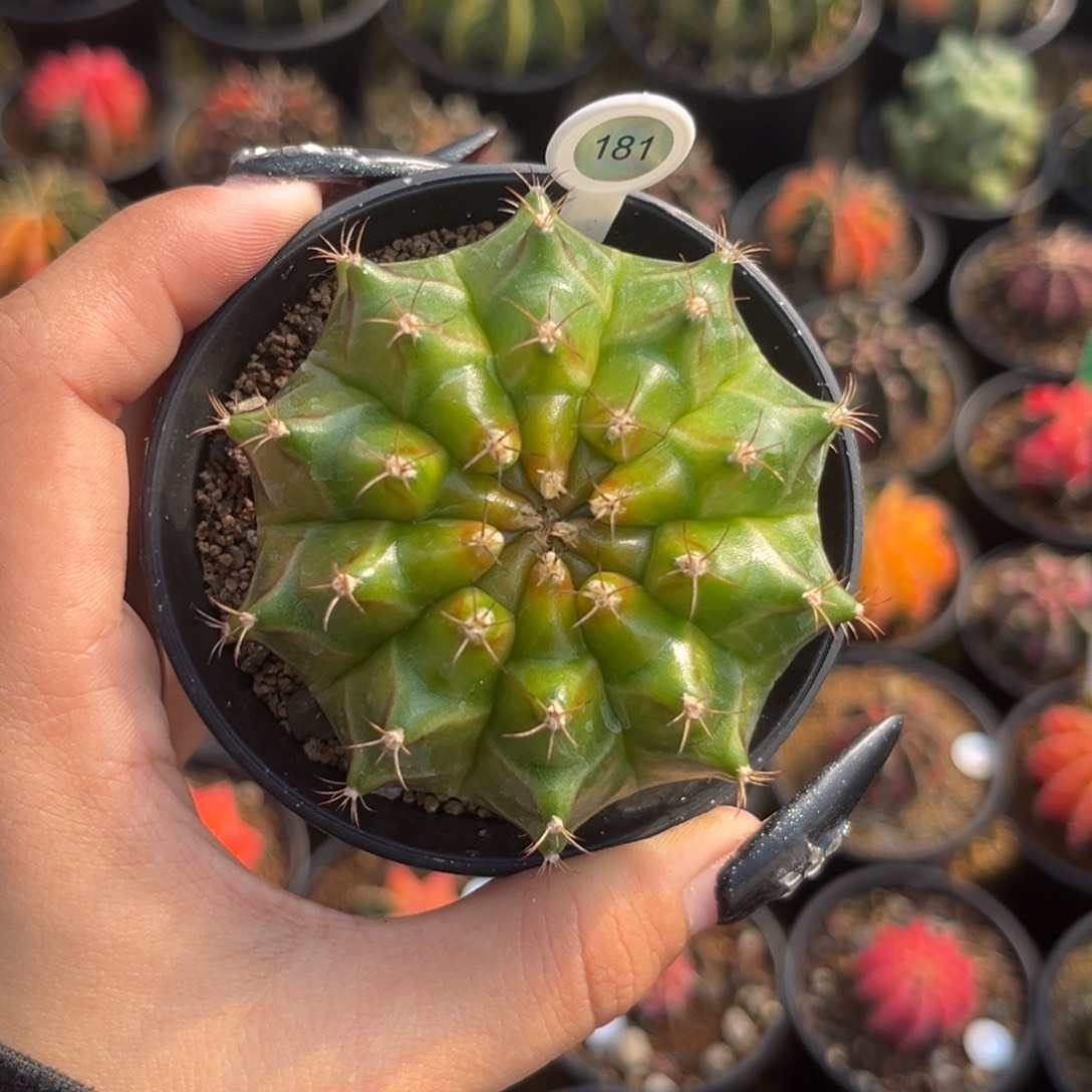 181 轮回实生 福利带盆土