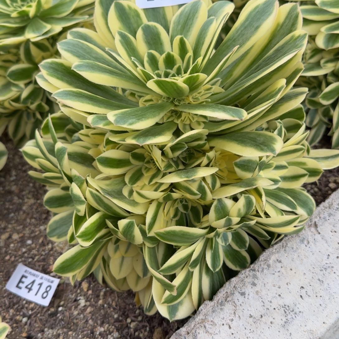 1376迈巴赫。多肉植物