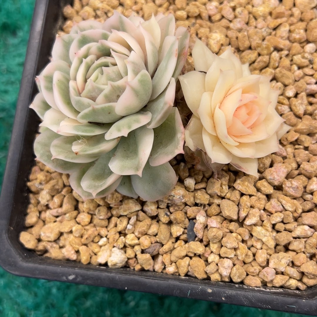 昂锦，，，，，，，，，，，，，，，，，