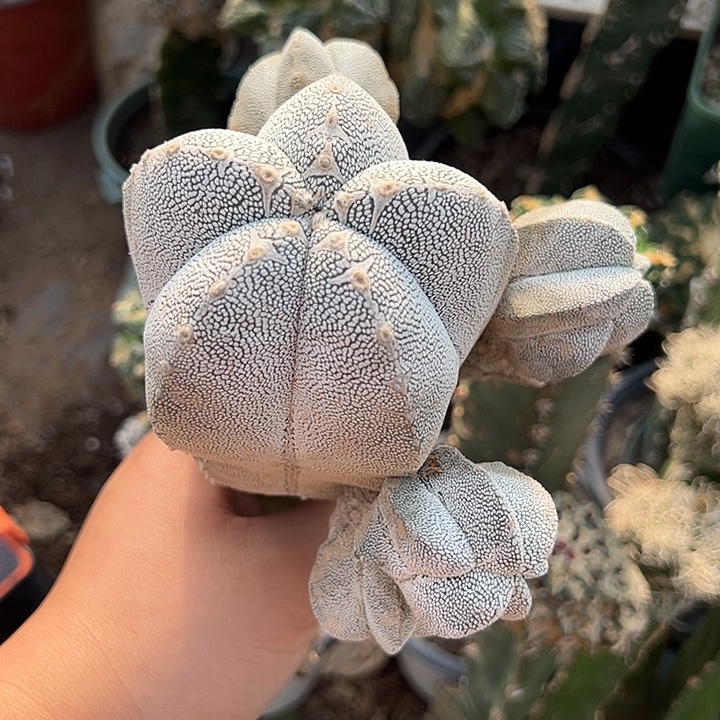 苗接8×13恩冢v仙人球850