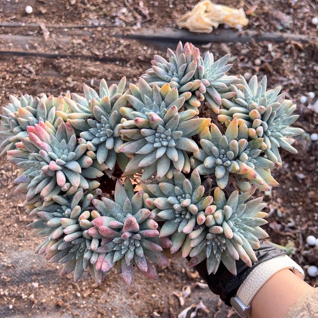 461白姆大群哈哈哈哈哈哈