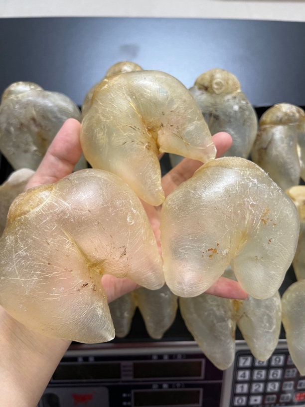 鸡泡胶 鱼胶花胶 养宫胶备孕胶
