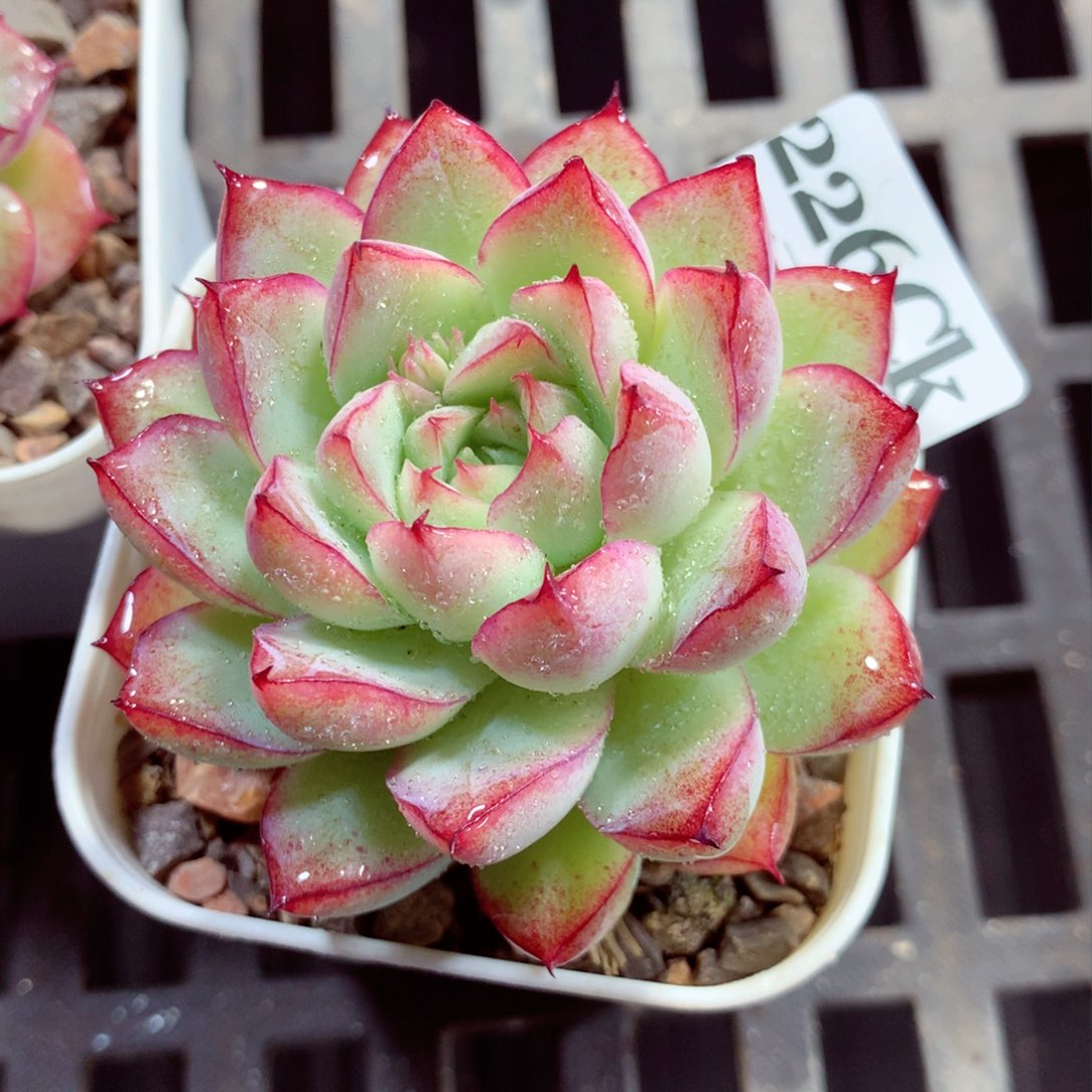 5厘米盆精控多肉226