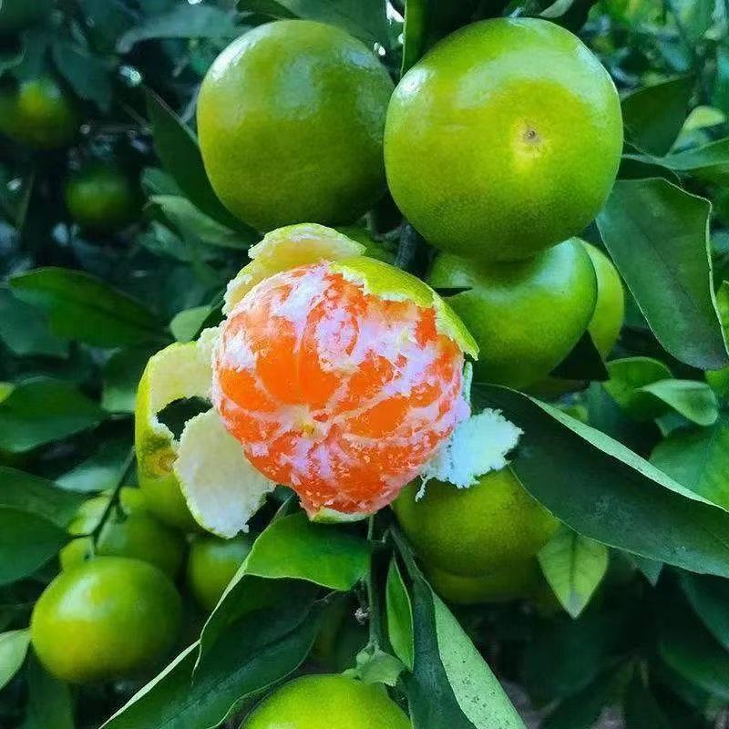 高山青皮蜜橘酸甜多汁无核薄皮新鲜应季孕妇水果