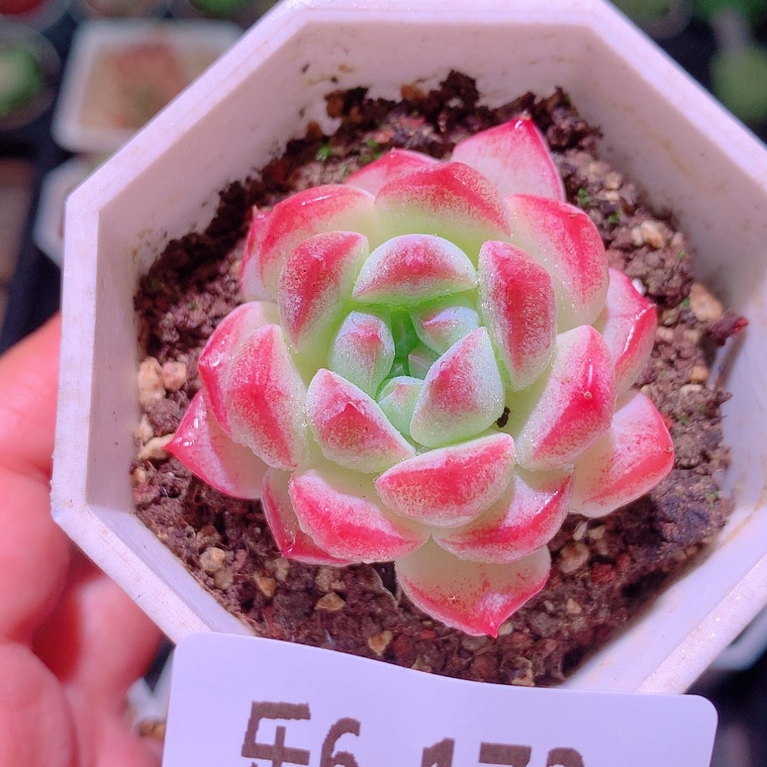 乐然6-173 白桃汽水 