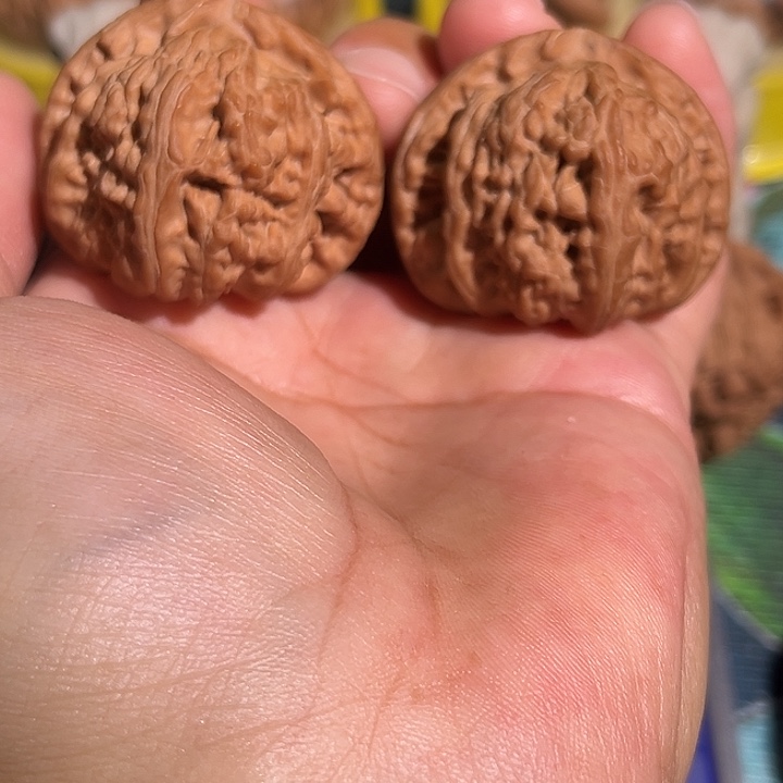 永***远核桃老树红皮白狮子42