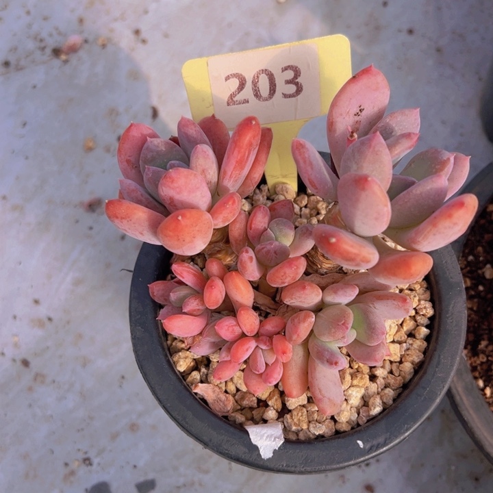 健健康康平平安安