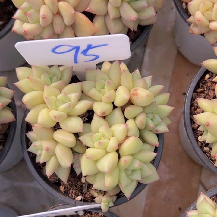 健健康康平平安安