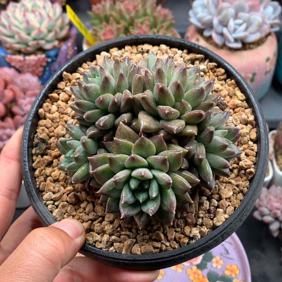 我们家的小仙女们