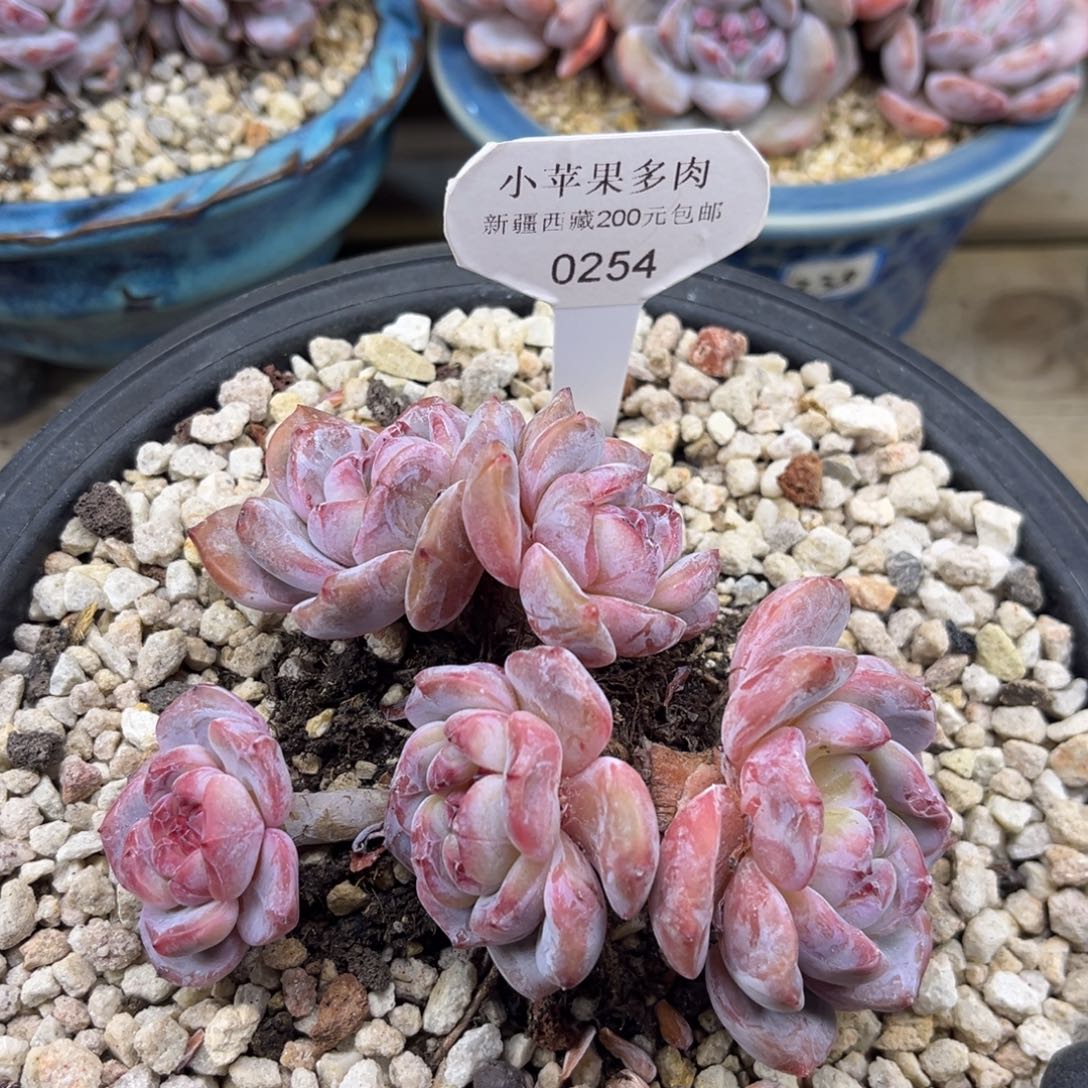 绿底紫心254/11cm5头