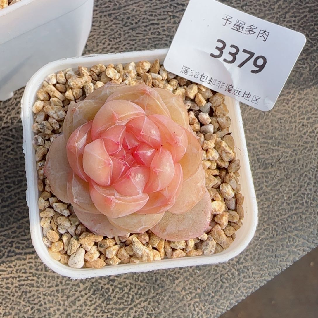 孤品珍妮，3379多肉