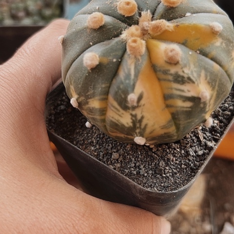 958实生兜锦仙人球的